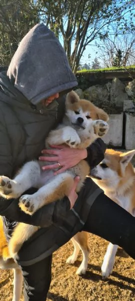 CUCCIOLI DI AKITA
