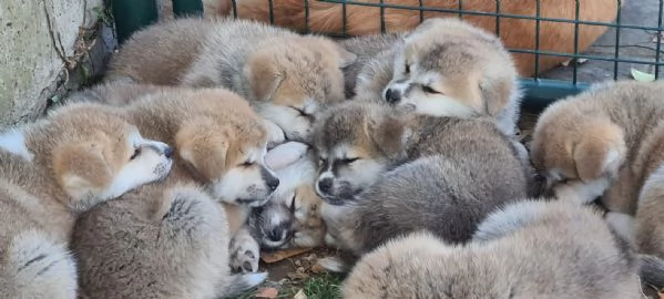 Prenotazioni cuccioli di AKITA INU