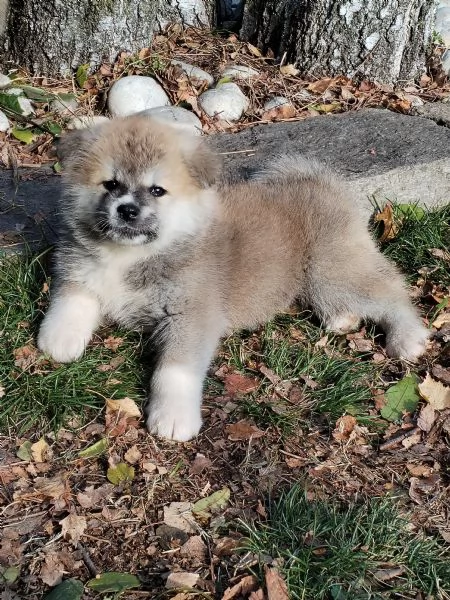 Prenotazioni cuccioli di AKITA INU | Foto 6