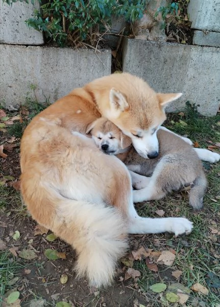 Prenotazioni cuccioli di AKITA INU | Foto 4
