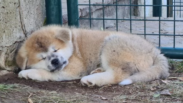 Prenotazioni cuccioli di AKITA INU | Foto 2