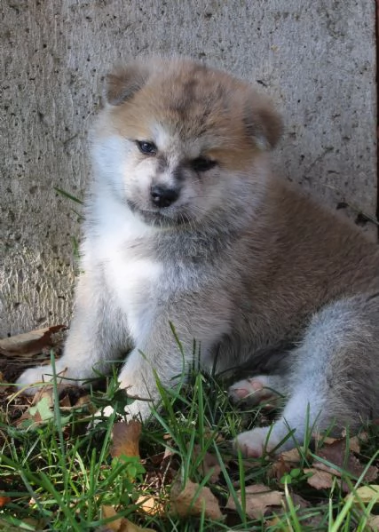 Prenotazioni cuccioli di AKITA INU | Foto 1