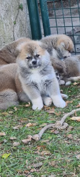 Cuccioli di AKITA INU | Foto 6