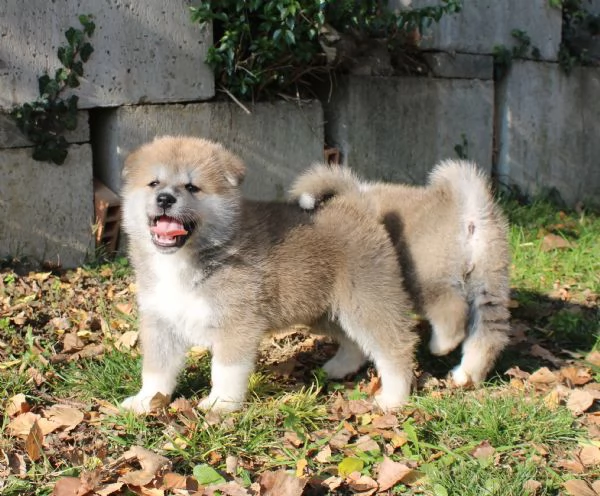 Cuccioli di AKITA INU | Foto 5