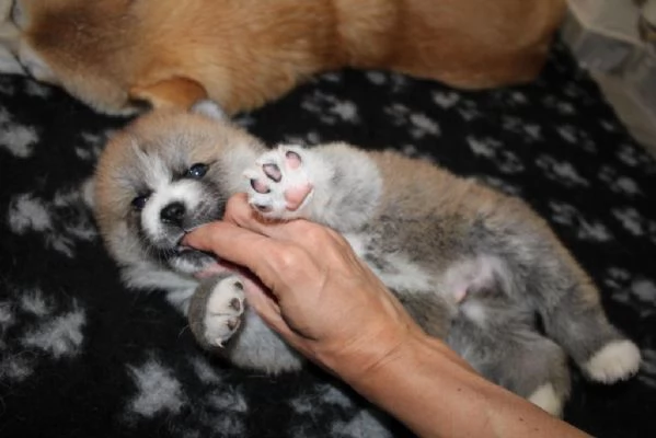 Cuccioli di AKITA INU | Foto 3