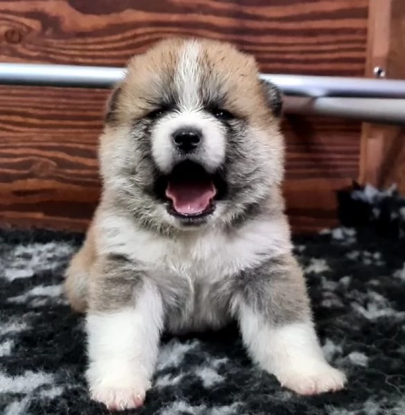 Cuccioli di AKITA INU