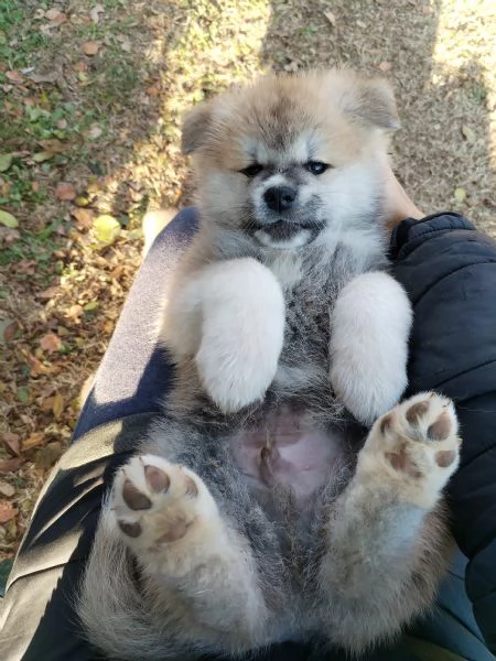 Cuccioli di AKITA INU | Foto 1