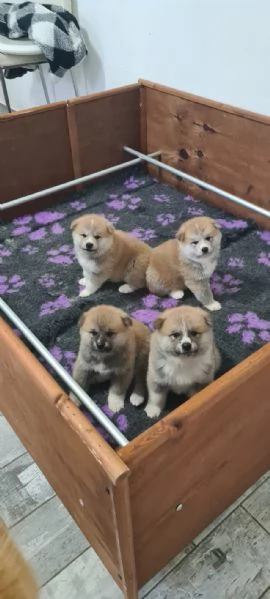 Cuccioli di AKITA INU | Foto 6