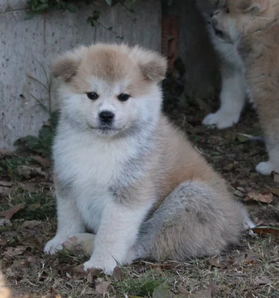 Cuccioli di AKITA INU | Foto 5