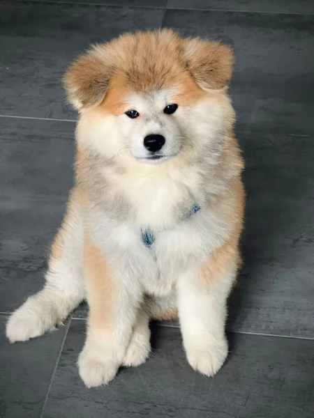 Cuccioli di AKITA INU | Foto 4