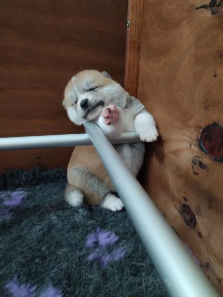 Cuccioli di AKITA INU | Foto 3