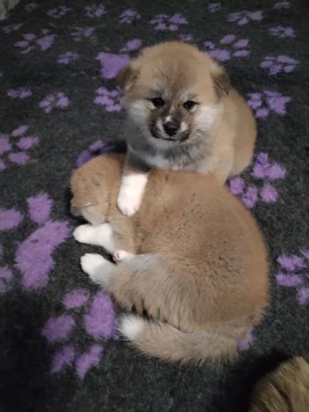 Cuccioli di AKITA prenotazioni disponibili  | Foto 0