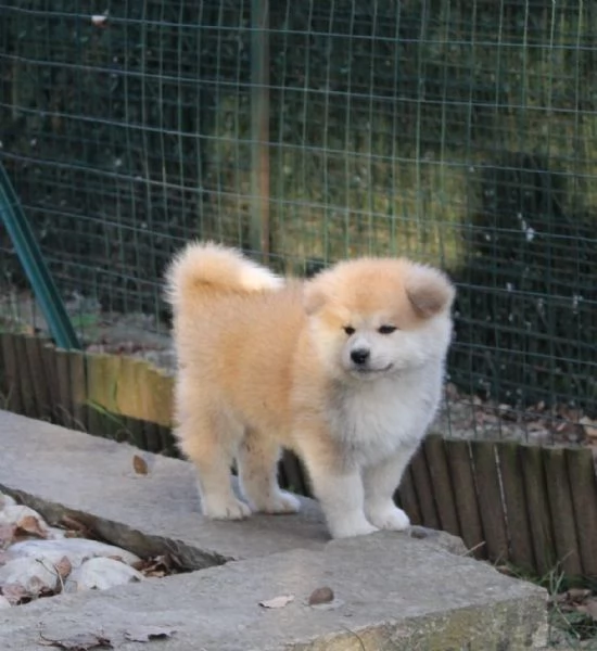 Prenotazioni CUCCIOLI DI AKITA Lombardia | Foto 4