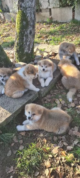 Prenotazioni CUCCIOLI DI AKITA Lombardia | Foto 2