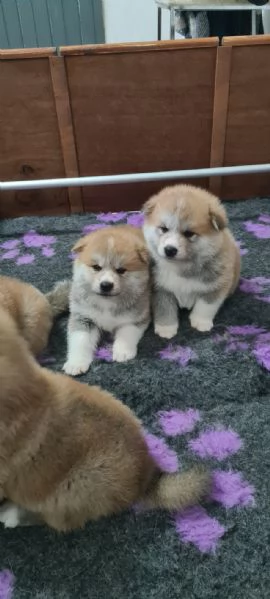 Prenotazioni CUCCIOLI DI AKITA Lombardia