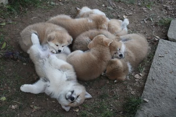 Prenotazioni CUCCIOLI DI AKITA Lombardia | Foto 0