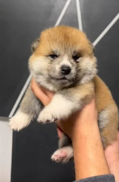 CUCCIOLI DI AKITA LOMBARDIA | Foto 5