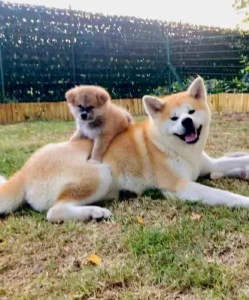 CUCCIOLI DI AKITA LOMBARDIA