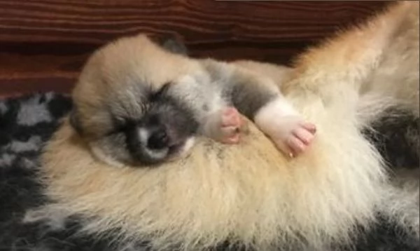 Prenotazioni CUCCIOLI DI AKITA LOMBARDIA
