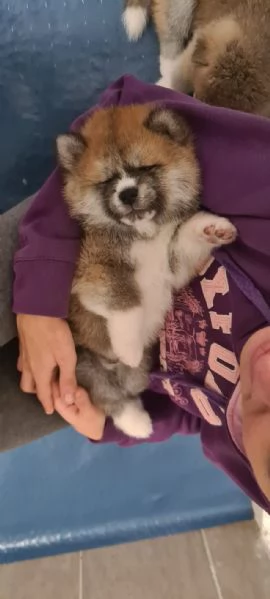 CUCCIOLI AKITA INU LOMBARDIA  | Foto 5