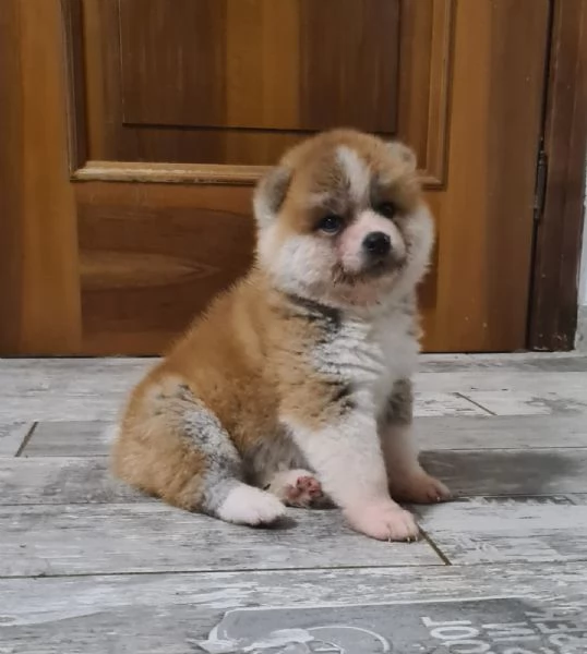CUCCIOLI AKITA INU LOMBARDIA  | Foto 3