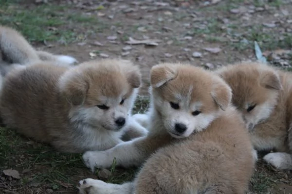 CUCCIOLI AKITA INU LOMBARDIA  | Foto 2