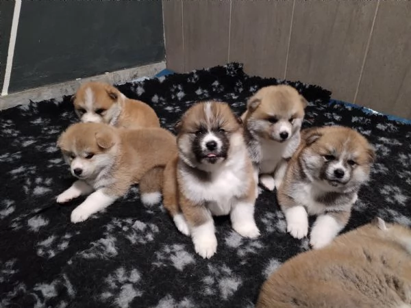 CUCCIOLI AKITA INU LOMBARDIA  | Foto 1