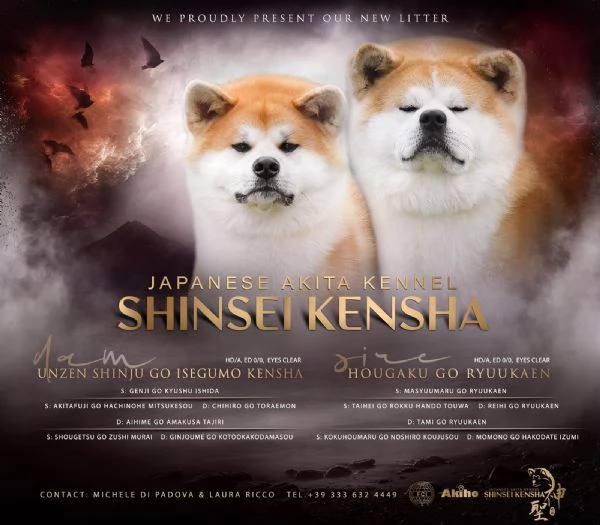 Ultimi cuccioli di Akita disponibili - Lombardia 