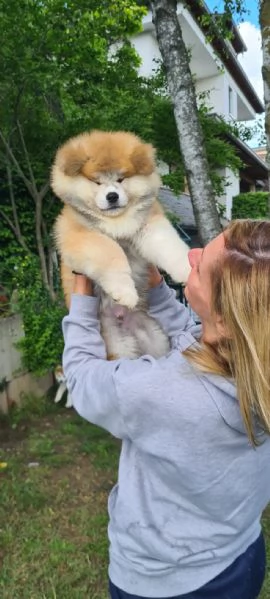 Ultimo cucciolo di AKITA disponibile 