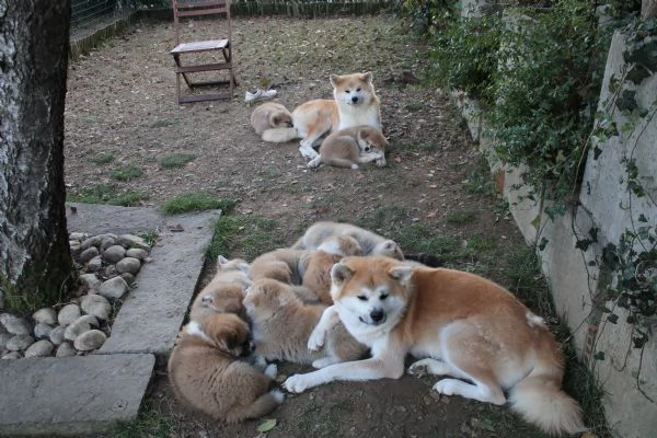 Ultimo cucciolo di AKITA disponibile  | Foto 1