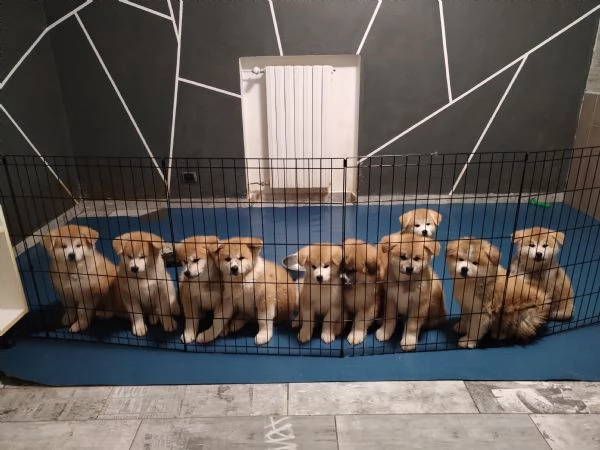 Ultimo cucciolo di AKITA disponibile  | Foto 2