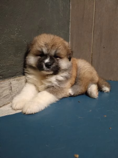 Ultimo cucciolo di AKITA disponibile 