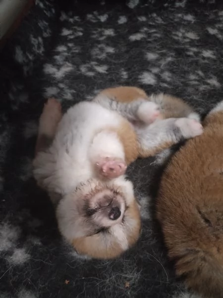 Cuccioli di AKITA disponibili LOMBARDIA  | Foto 3
