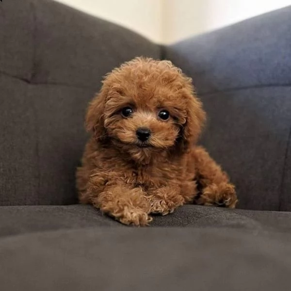 barboncino toy | Foto 0