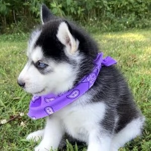 cuccioli husky pronti per nuove case | Foto 1