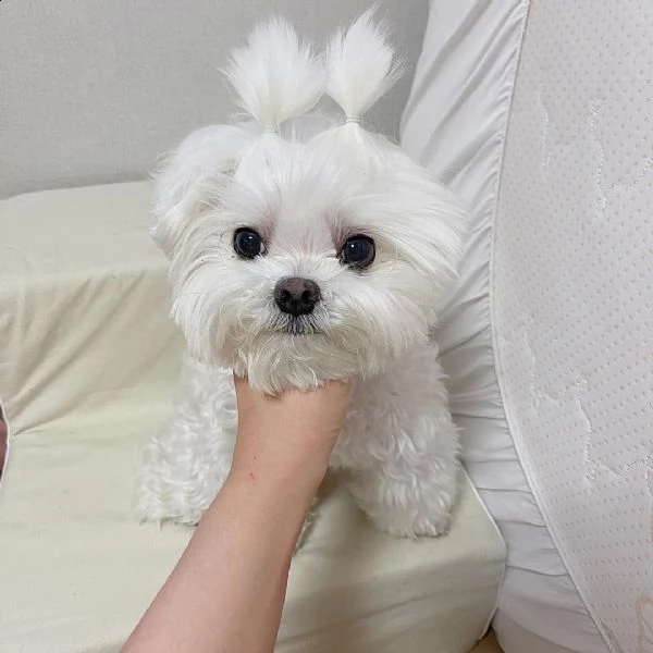 maltese nano... | Foto 0