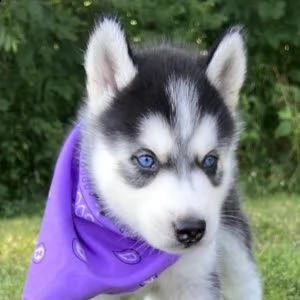 cuccioli husky treno perfetto | Foto 0