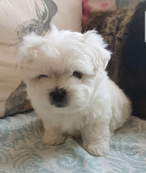 vendo bellissimi e adorabili cuccioli di maltese terrier.
