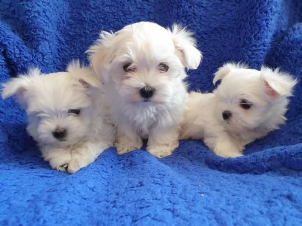 bellissimi e fantastici cuccioli di maltese pronti per partire | Foto 1