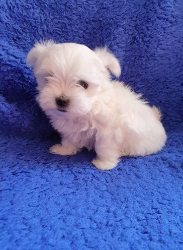 bellissimi e fantastici cuccioli di maltese pronti per partire | Foto 0