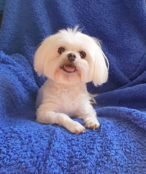 bellissimi e fantastici cuccioli di maltese pronti per partire