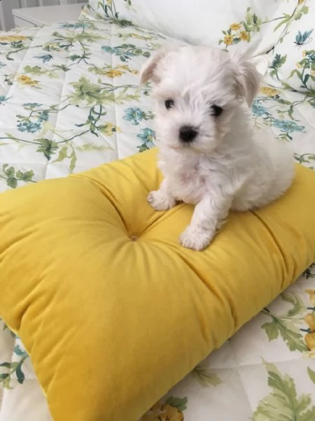 vendo splendidi cuccioli maltesi