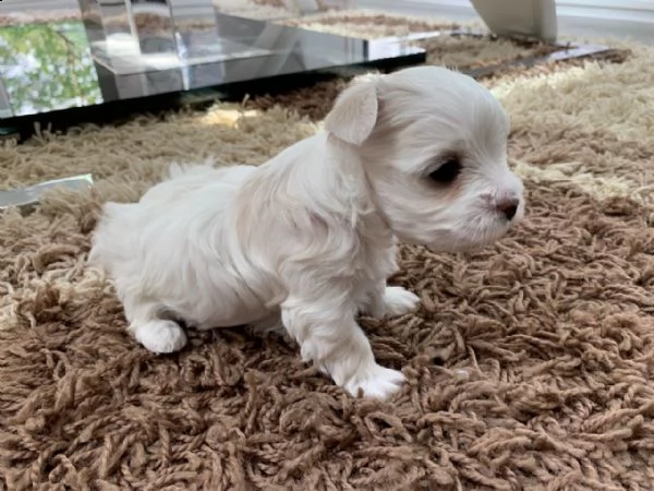 splendidi cuccioli di maltese disponibili per l'acquisto
