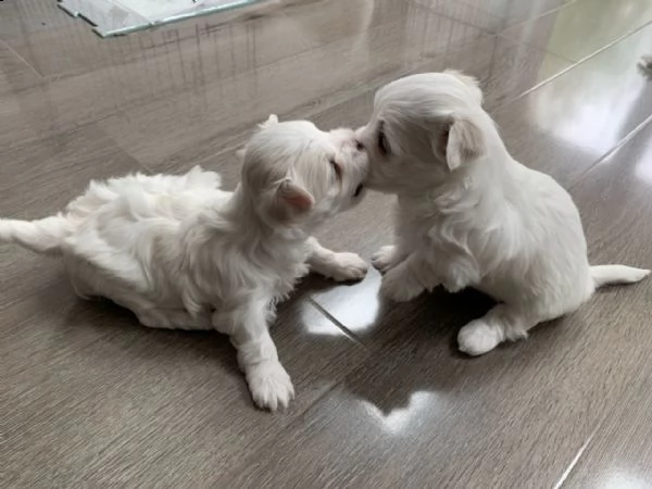 splendidi cuccioli di maltese disponibili per l'acquisto | Foto 1