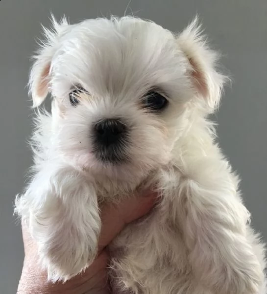 splendidi cuccioli di maltese disponibili per l'acquisto | Foto 0