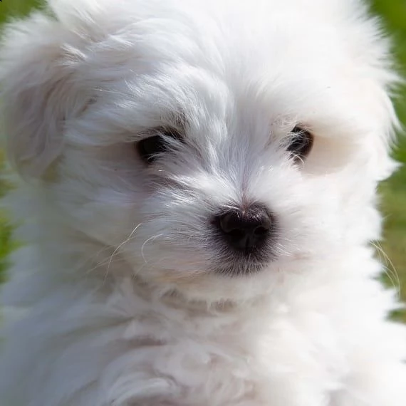 regalo maltese..... | Foto 0