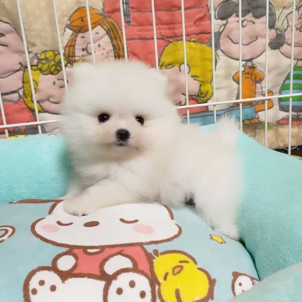 regalo maltese¥¥¥¥¥