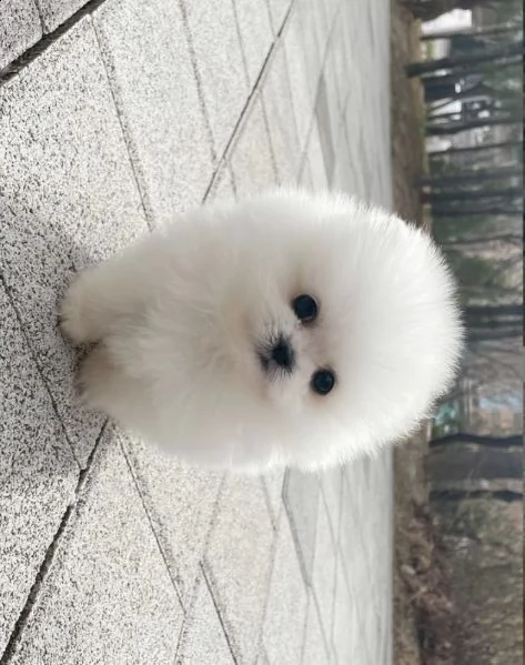 cuccioli pomeranian toy (())