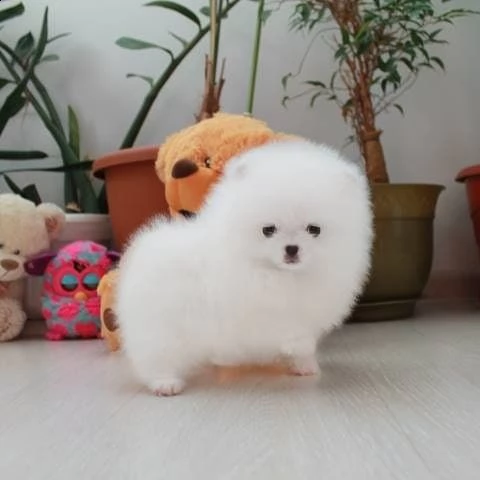 toy pomeranian molto | Foto 0