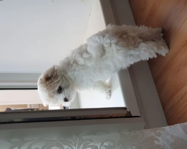 cuccioli maltese*****